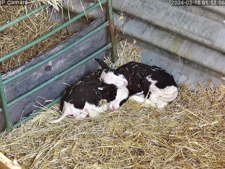 Choose the Right Lambing Camera for Your Farm